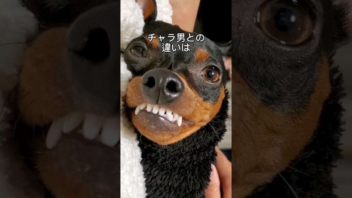 【奇想天外犬種】ミニピンの魅力知ってる？（本家：イッヌネコ大学様）