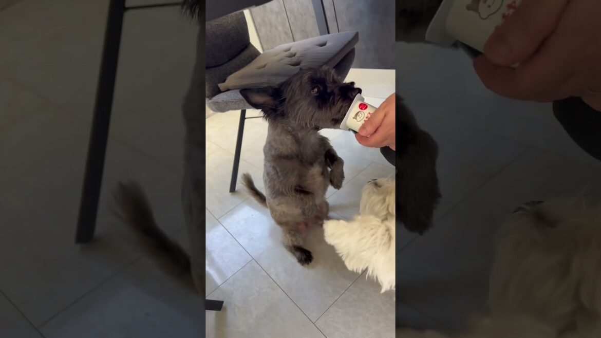 いつもの立ち食いスタイル（ケアーンテリア ） #cairnterrier #ケアンテリア