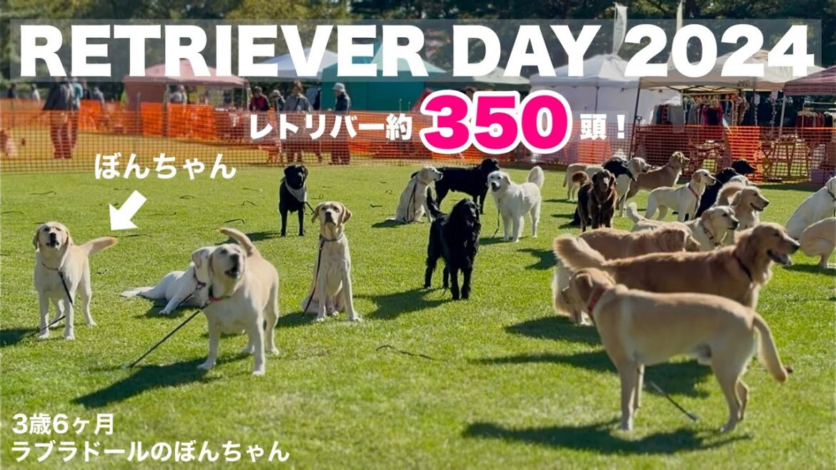 【ラブラドール#152】楽園!レトリバー約350頭!Retriever Day 2024★ゴールデンGolden labrador retriever 大型犬 ぼんちゃん 【ラブラドール#152】楽園!レトリバー約350頭!Retriever Day 2024★ゴールデンGolden labrador retriever 大型犬 ぼんちゃん