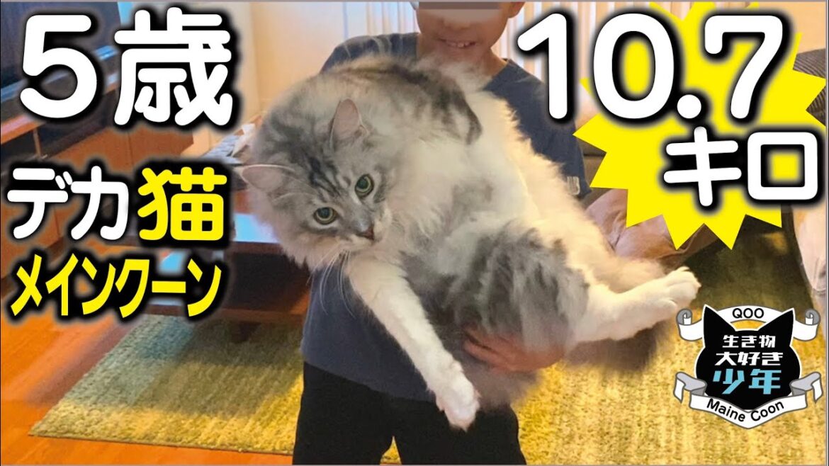 【メインクーン】5歳の誕生日。体重は10.7キロ。去年より増えていた！