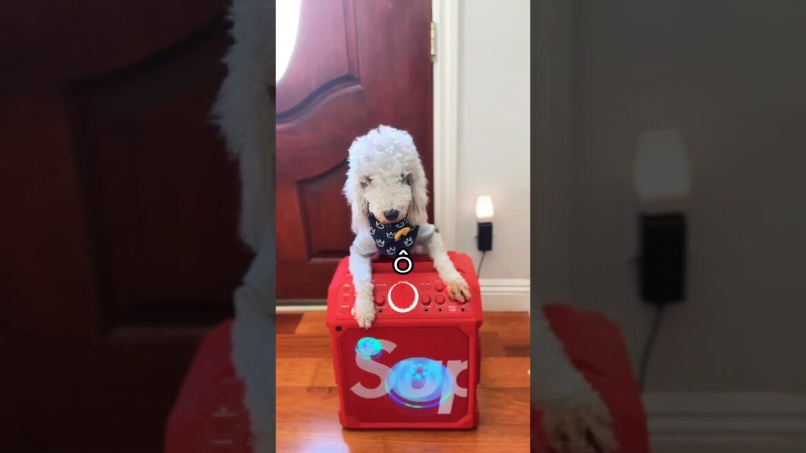 Let me pose for you now #bedlingtonterrier #dogshorts #shorts #doglovers #viralanimals #pets #dogs