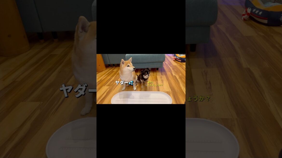 体重測るの嫌なポン😂#柴犬 #チワワ #shorts