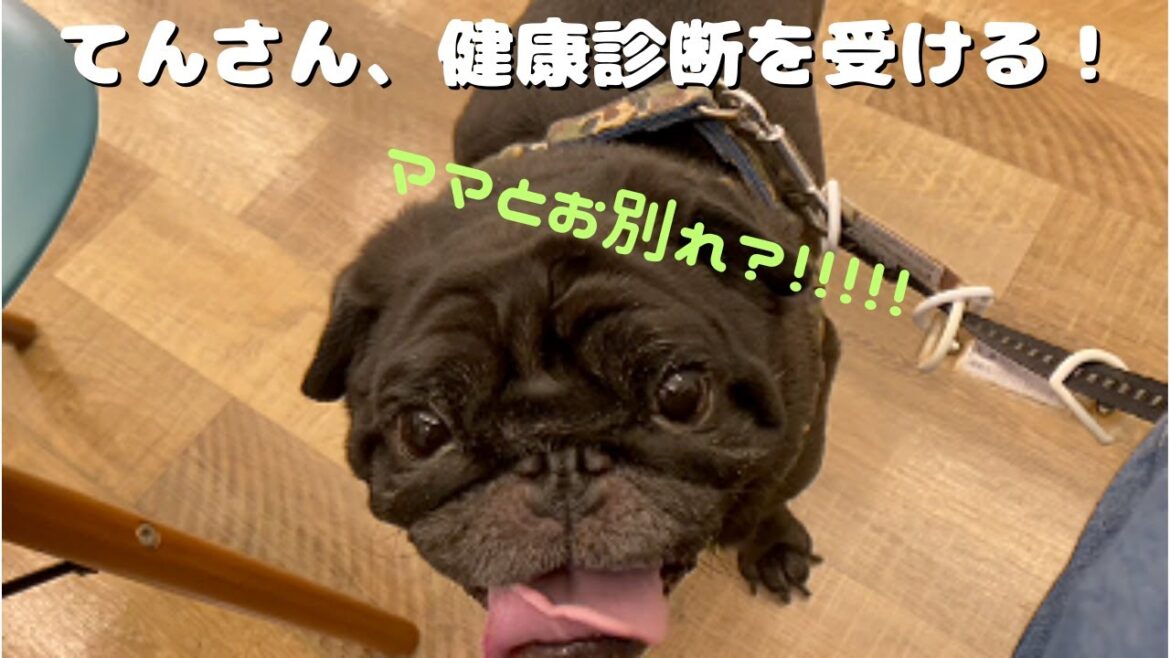 【フレブル】老犬てんさん、健康診断を受ける!【黒パグ】 【フレブル】老犬てんさん、健康診断を受ける!【黒パグ】