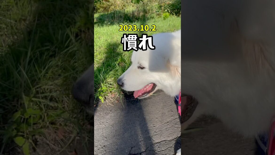 👧なっちゃんアフレコ日記🐻‍❄️二歳　　　　#グレートピレニーズ #greatpyrenees #癒し動画
