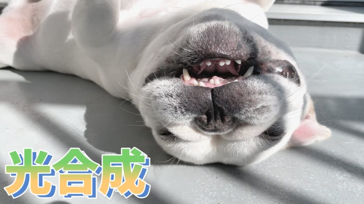 太陽エネルギーを集めるぽーちゃん【フレンチブルドッグ frenchbulldog】