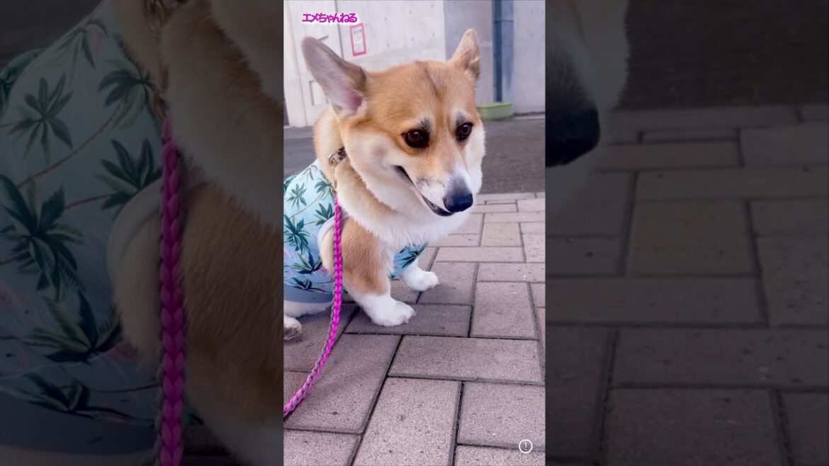 APT.コーギー #corgi #コーギー #shorts