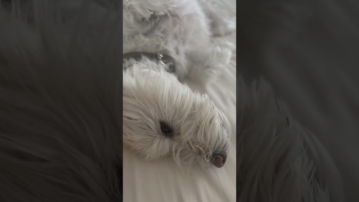🌤️ SLOW MORNING 🤭 | DWESTIE THE WESTIE