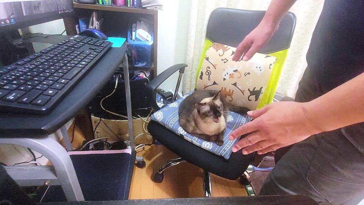 椅子に座ってたシャム猫が椅子を譲ってくれたので座った結果💺