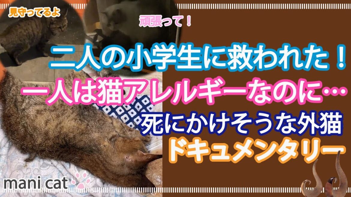 【ドキュメンタリー】死にかけそうな外猫を二人の小学生が助けてくれました🥹一人は猫アレルギーなのに…🥹#死にかけそうな外猫#キジトラ猫 #ragdoll