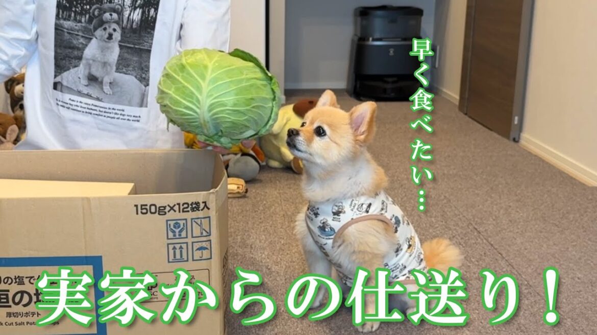 【仕送り開封】福島の実家から心温まる仕送りが届きました！