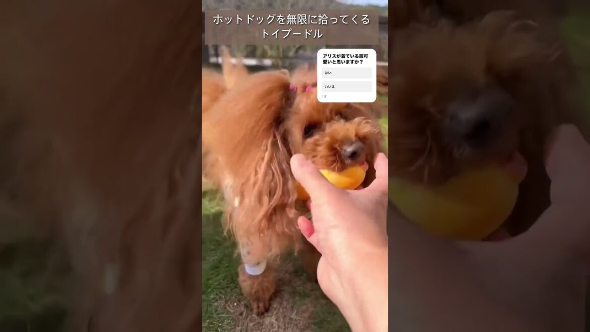 【トイプードル】ホットドッグを投げたら無限に拾ってくる可愛いトイプードル #犬服