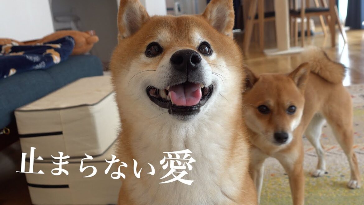 重い愛が止まらない…兄を追いかけ続ける一途な柴犬妹がこちら。