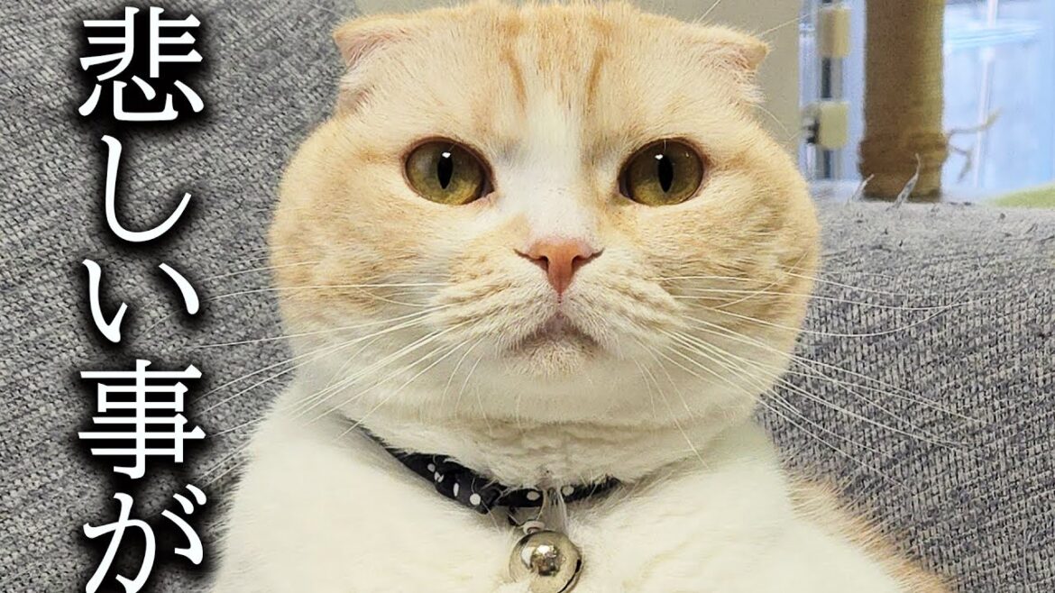 悲しい事がありました...