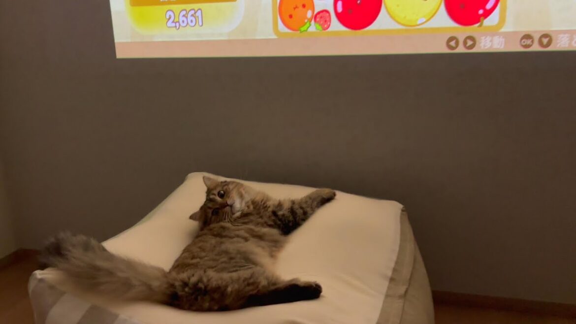 Aladdin X2 Lightになかなか反応してくれない子猫がかわいい【episode50】【サイベリアン】【プロジェクター】【レビュー】