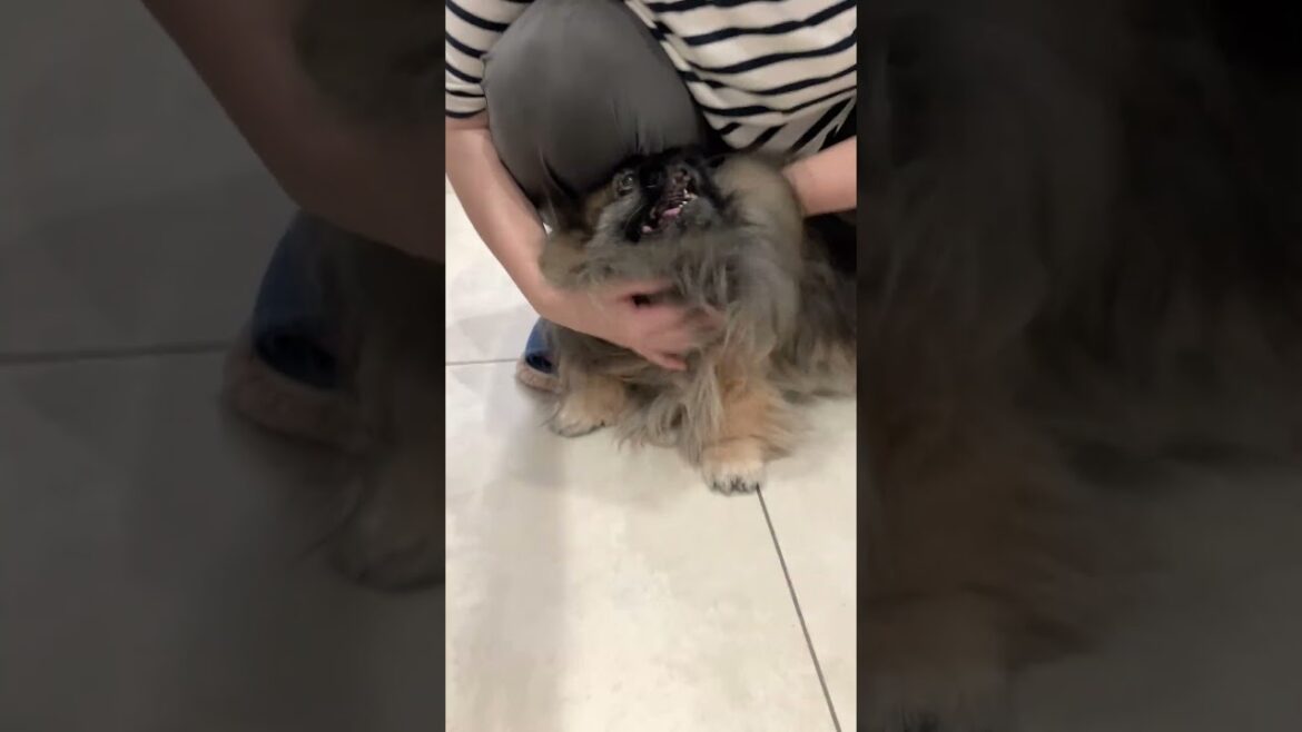 お母さん大好きペキニーズ