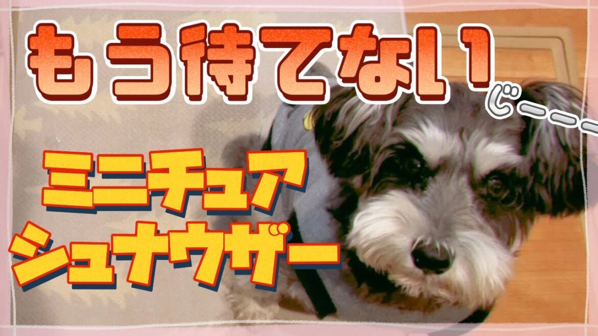 早く食べたいミニチュアシュナウザー