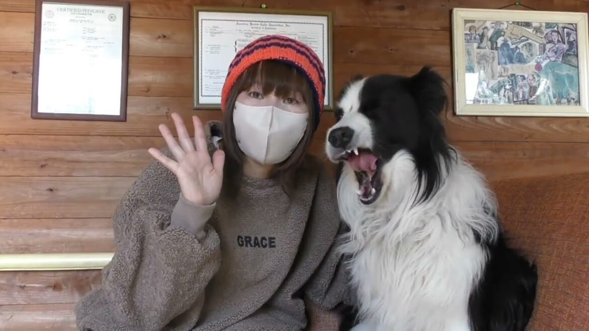 【ボーダーコリー】飼い主さんは注意して下さい⚠️ペットホテルのお話し😭😭😭💔