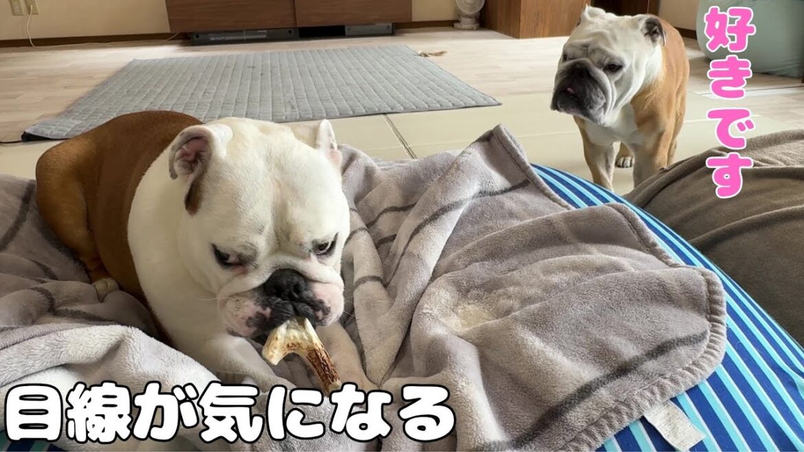 妹の事が好きになってしまいました… 妹の事が好きになってしまいました…