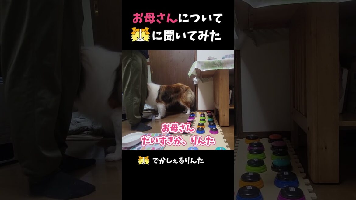 お母さんについてシェルティに聞いてみた【会話ボタンでしゃべる犬】 #shorts お母さんについてシェルティに聞いてみた【会話ボタンでしゃべる犬】 #shorts