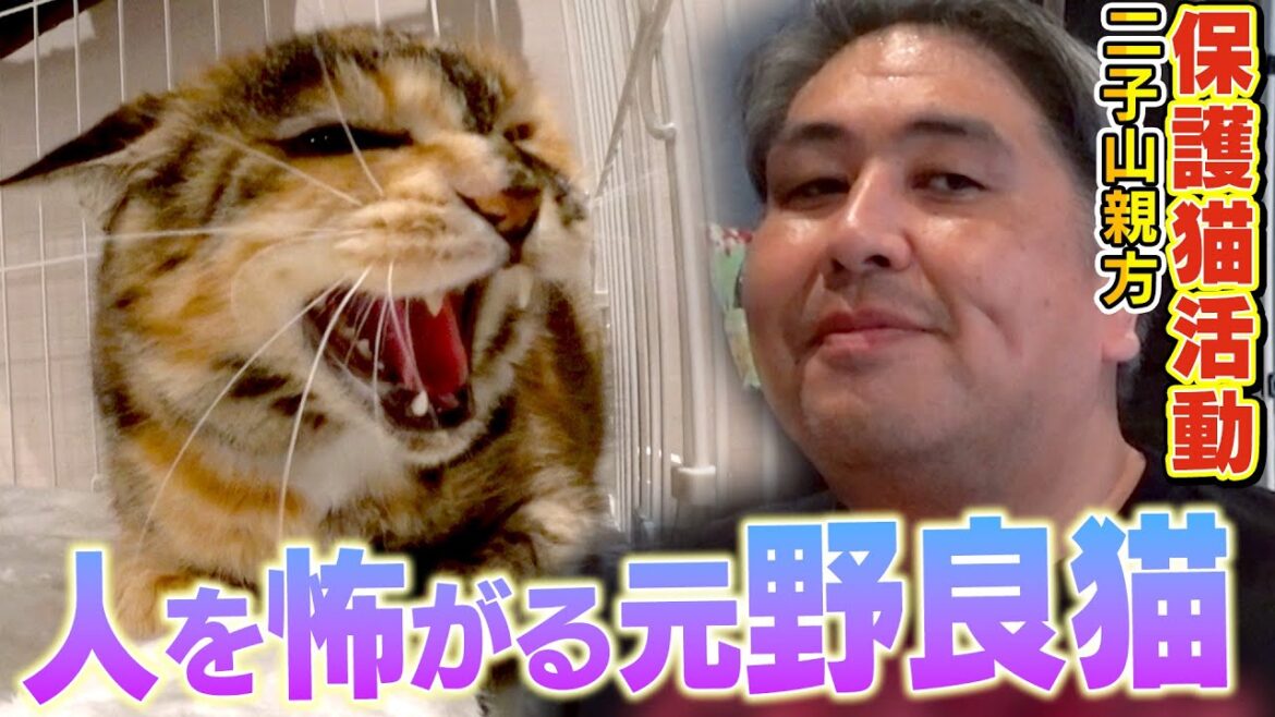 【元野良猫】人を怖がる新入りのみーちゃんが二子山親方のお家で先住猫ちゃんと！？【保護猫生活】