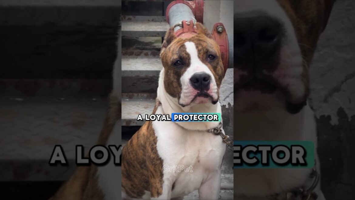 American Staffordshire Terrier Dog Hidden facts #shorts #ytshorts #youtubeshorts #trending