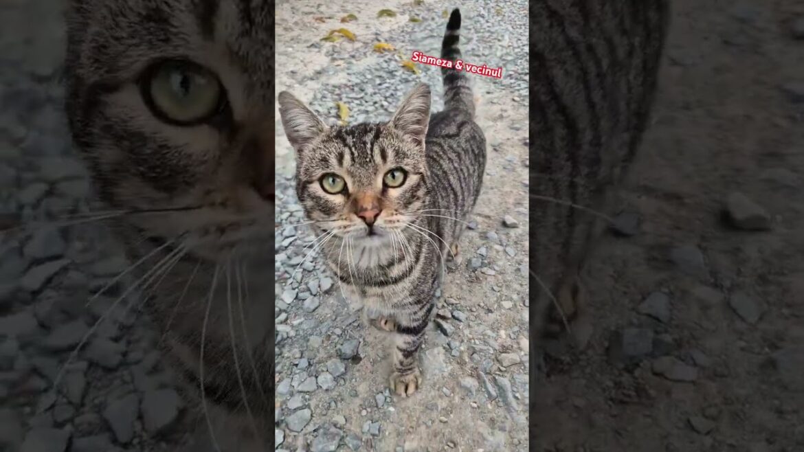 Siameza & vecinul 🐱