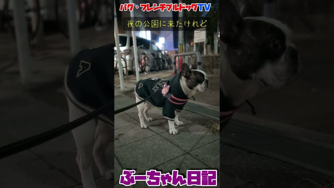 夜の公園に来たけれど・・・・、入れません！フレンチブルドッグ『ぶーちゃん日記』 #犬のいる暮らし #お散歩 #フレンチブルドッグ #dog　#frenchbulldog