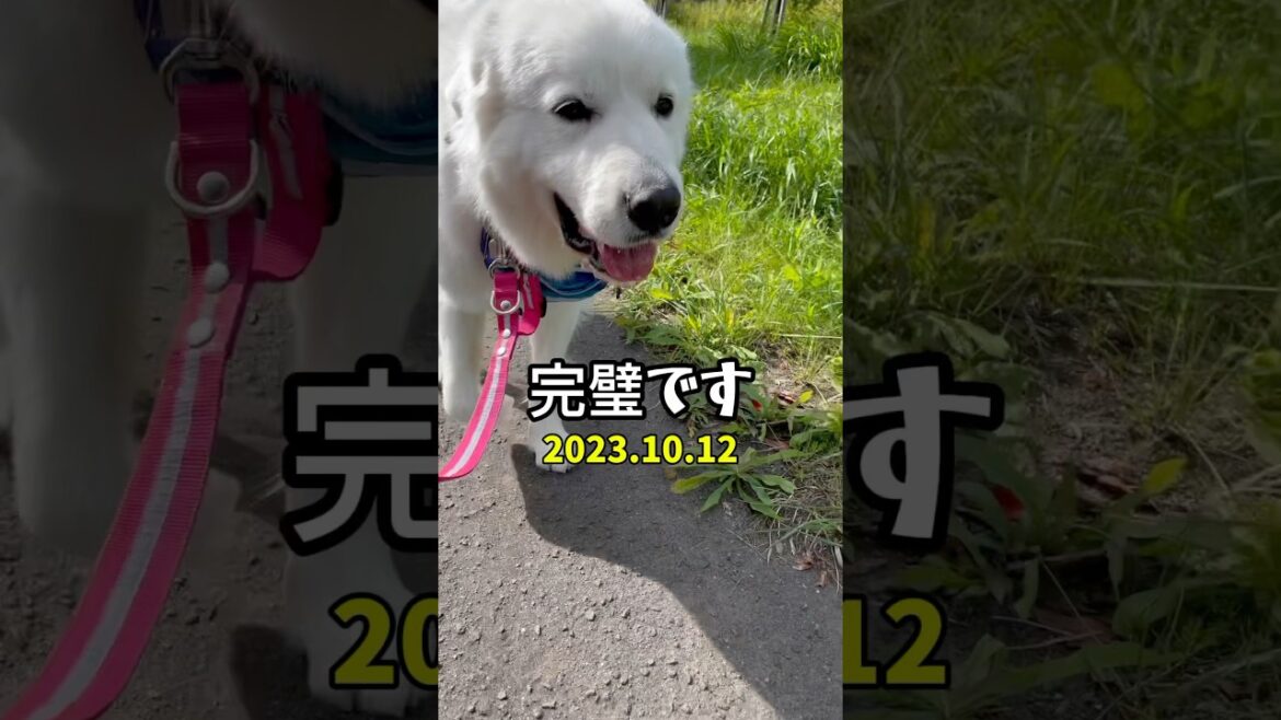 👧なっちゃんアフレコ日記🐻‍❄️二歳　　　　#グレートピレニーズ #greatpyrenees #癒し動画