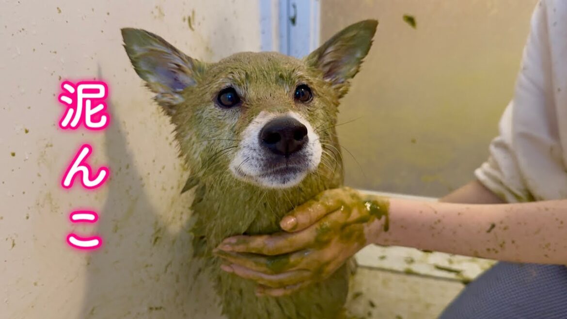 愛犬とお風呂で泥まみれになったら大変なことになった 愛犬とお風呂で泥まみれになったら大変なことになった