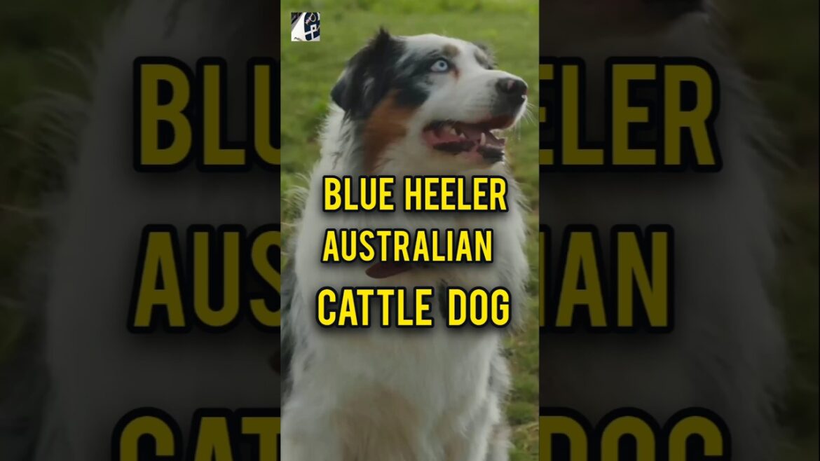 Blue Heeler Australian Cattle Dog November,2024#pukhtanarelaxingworldsurvivingvlogs #dog