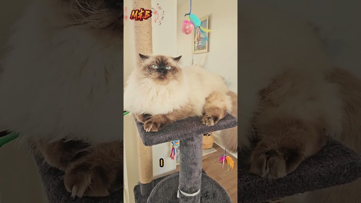 Productivity Day 🤪#cat #petlovers #catlover #pets #shorts  @LittleLove666   @dojacat