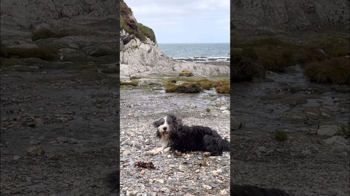 🐕Enjoying the Devon coast with my dog! #coastalviews  #southwestcoastpath #dogadventure #shorts