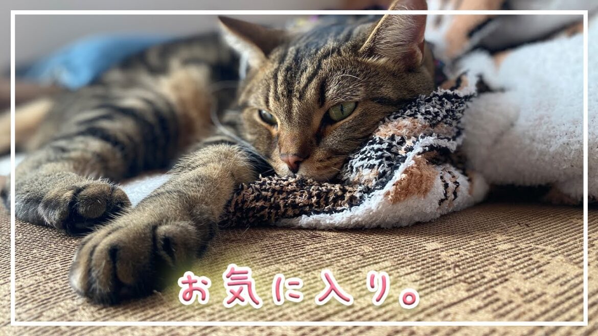 【ほっけ】可愛かったショート動画11選！【アメショ】#猫