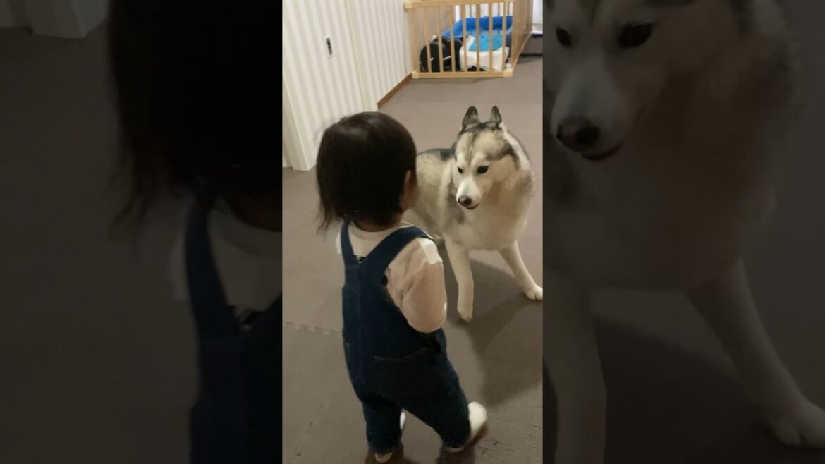 大好きな妹分が帰ってきて大興奮のシベリアンハスキー #shorts