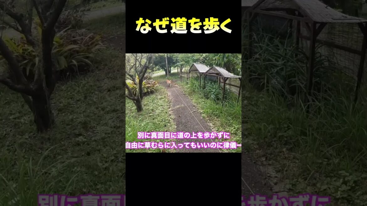なぜ道を歩く #柴犬 #柴と暮らしてみたら #柴スタグラム