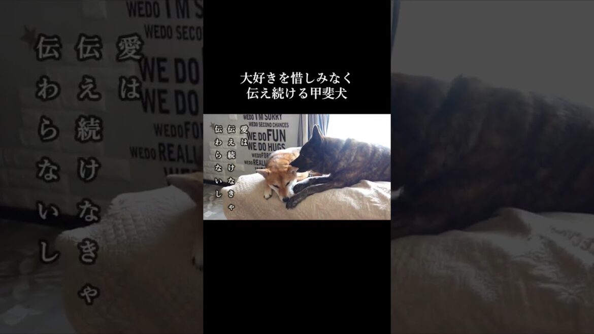 家族には惜しみなく「大好き」を伝え続ける甲斐犬　#柴犬 #甲斐犬 #youtubeshorts