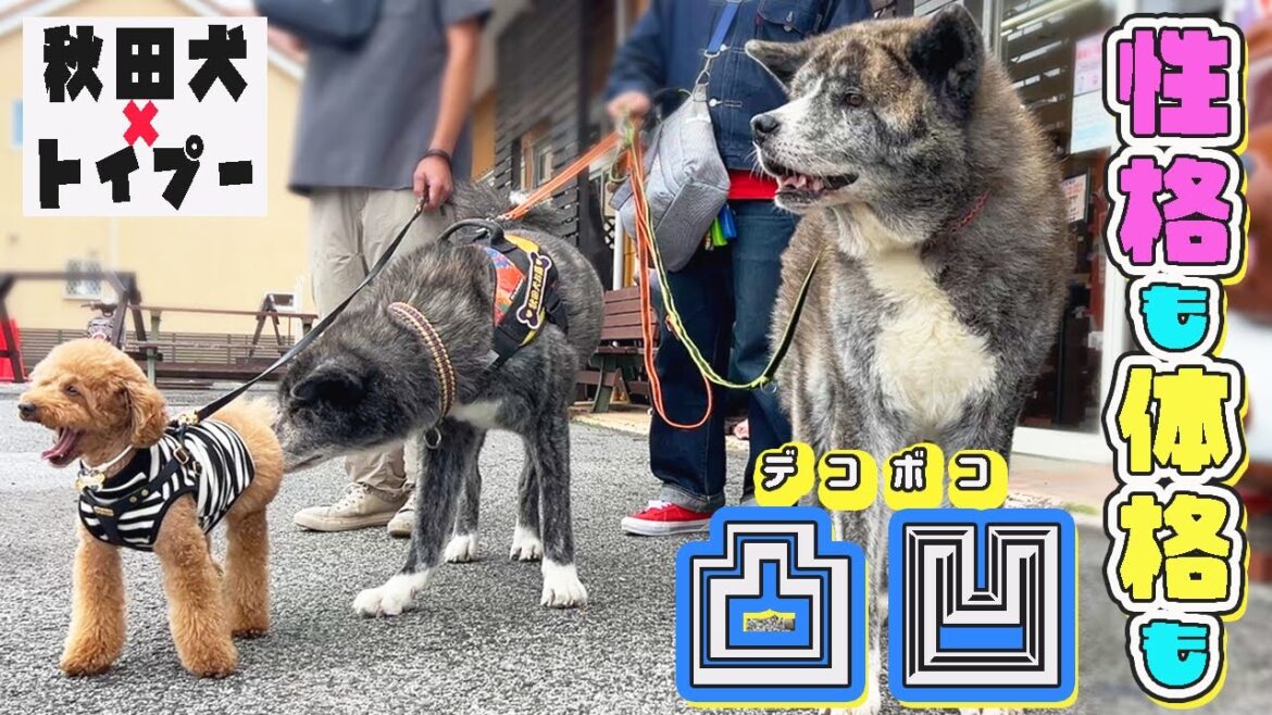 秋田犬も入れる 美味しい海鮮料理屋さんに行きました!withトイプーキナコ【秋田犬】【大型犬】【akita dog】 秋田犬も入れる 美味しい海鮮料理屋さんに行きました!withトイプーキナコ【秋田犬】【大型犬】【akita dog】