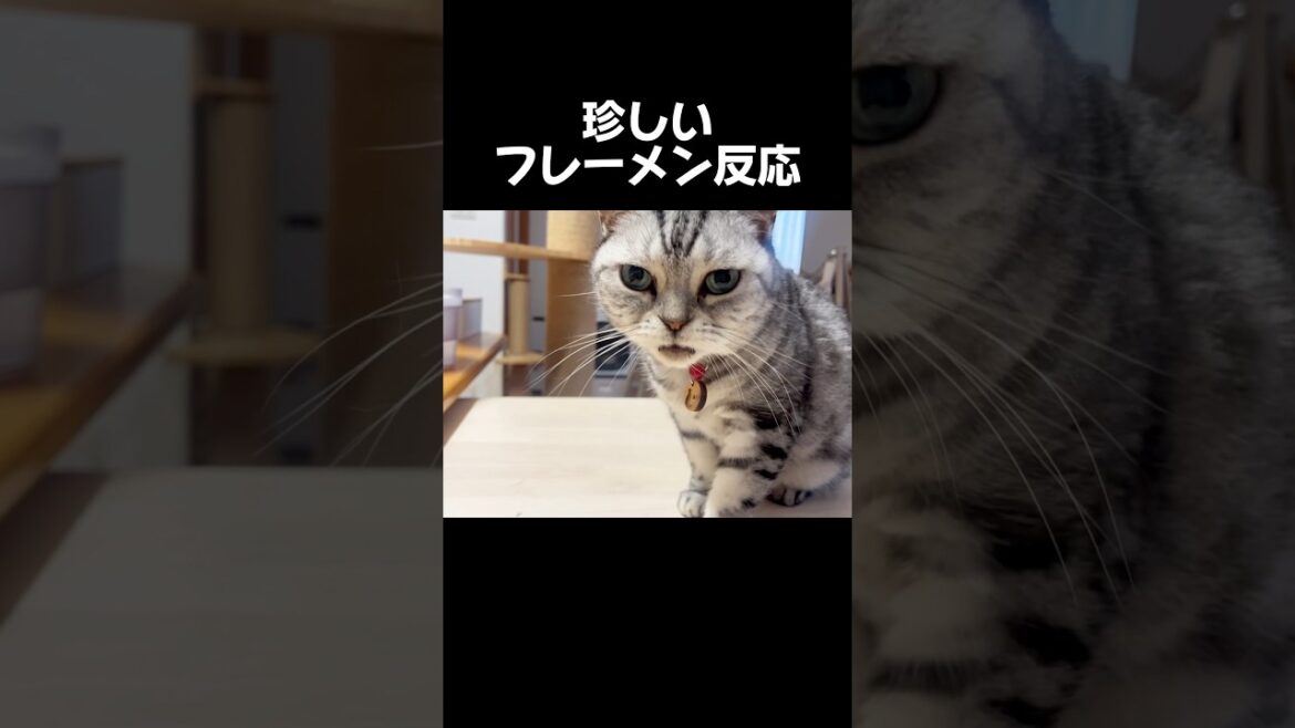 アメリカンショートヘアのあいちゃんは知っている #猫 #アメリカンショートヘア #shorts