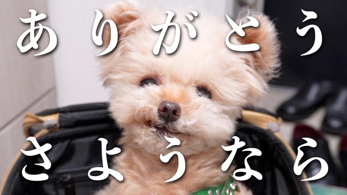 仕事の都合でお別れすることになりました・・・【トイプードル】