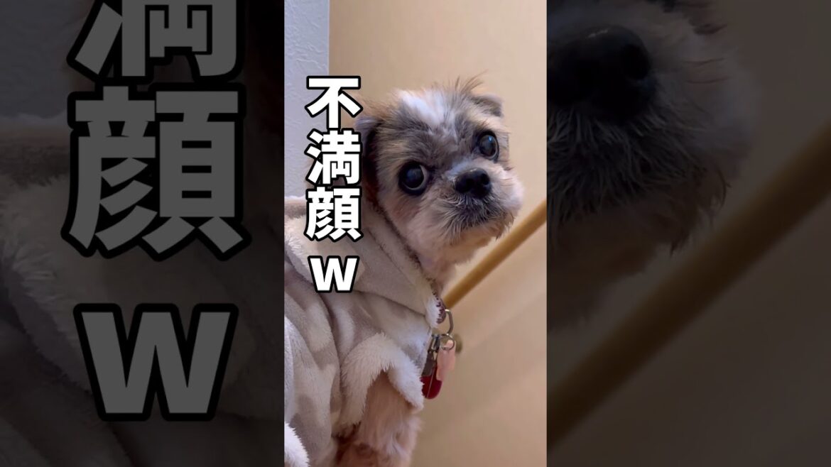 今日はとても忙しいみたいですw🐶#シーズー #いぬ #犬 #わんこ