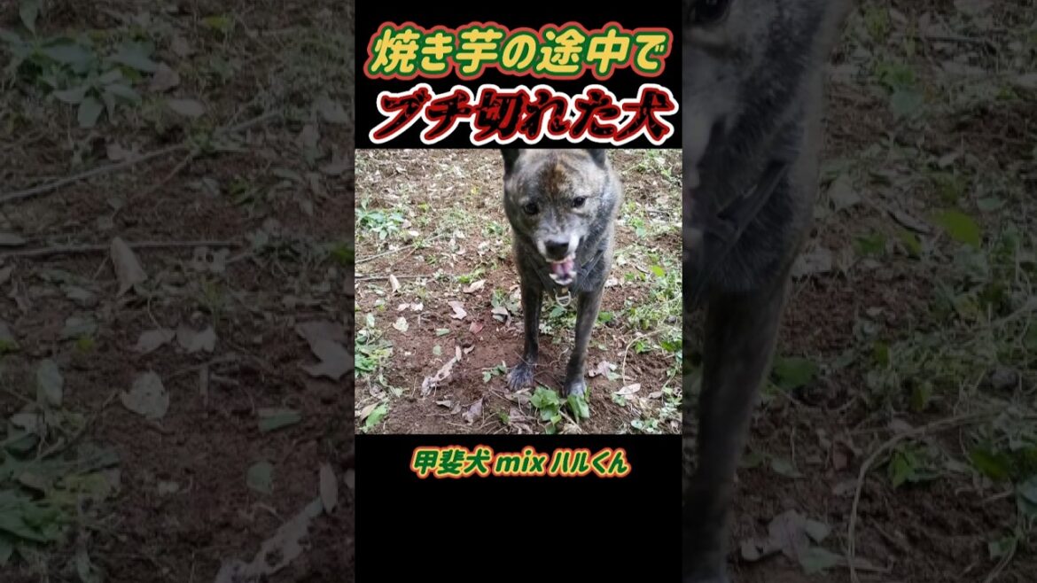 【甲斐犬 mix ハル】焼き芋の途中で、ブチ切れた犬 #甲斐犬