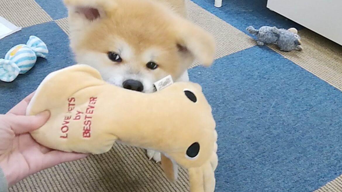 ひめちゃん配信！