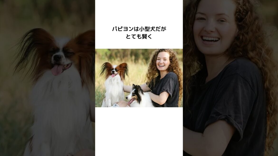 パピヨンの雑学　#Shorts