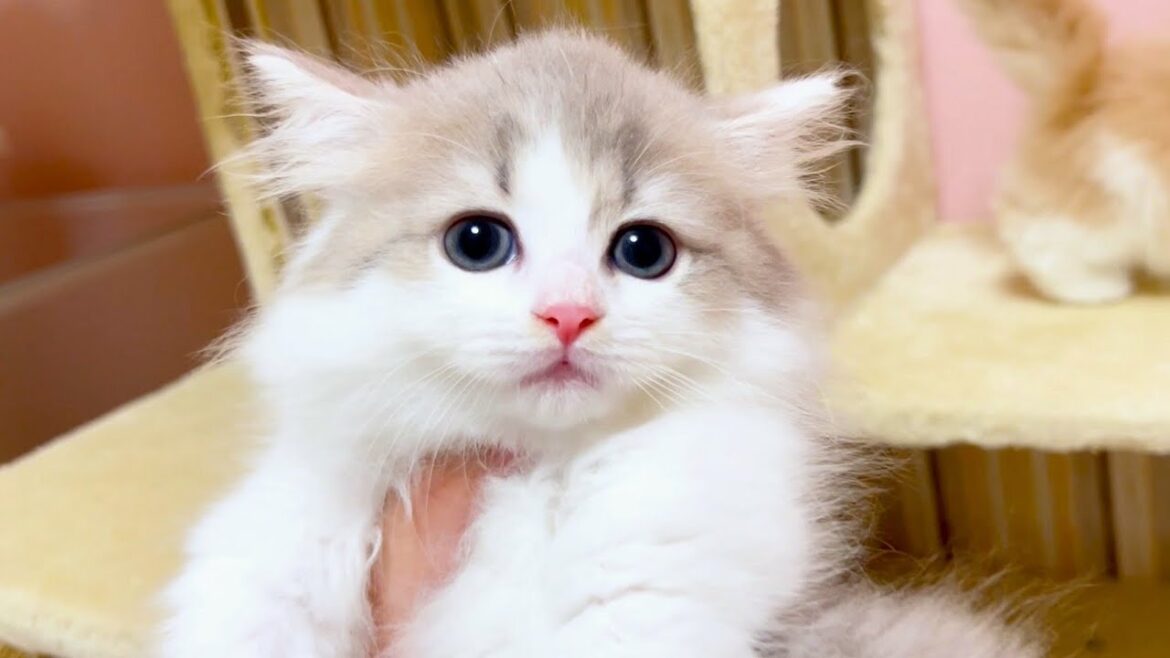 【マンチカンの子猫】もうすぐお別れの子猫ちゃん達と遊ぼうな件 ～猫のいる生活Vol.1042～出産動画 マンチカン短足・ミヌエット・ペルシャ猫専門ブリーダー『ペット蔵人』【子猫の成長記録】