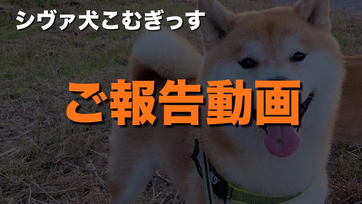 いつもご視聴頂いている視聴者さんへ【ご報告】となります