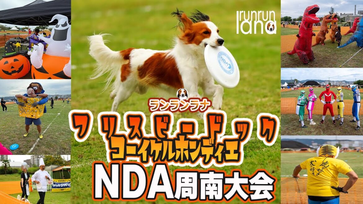#124 NDA周南大会ディスクドック大会でママさんと仮装してペアで参戦で２位！コーイケルホンディエが５頭も集まって幸せな件