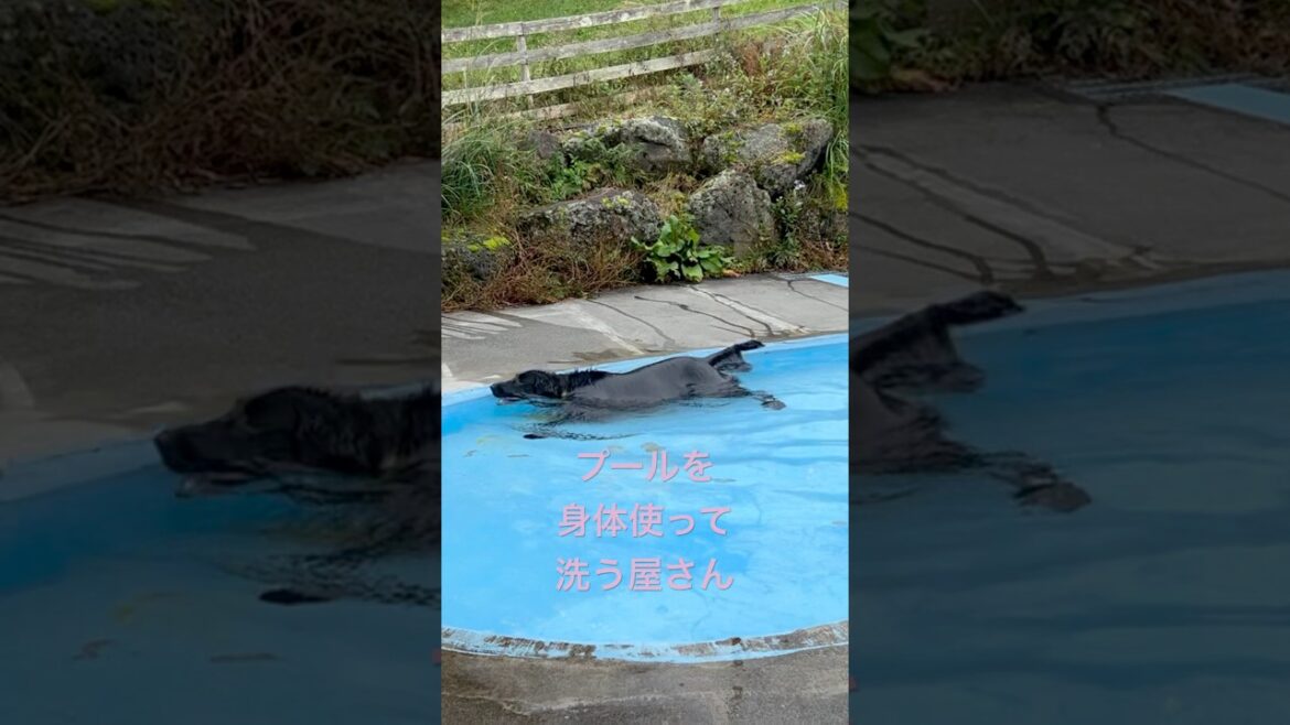 黒髪美女と富士のバナジウム天然水　#shorts #flatcoatedretriever #フラットコーテッドレトリバー