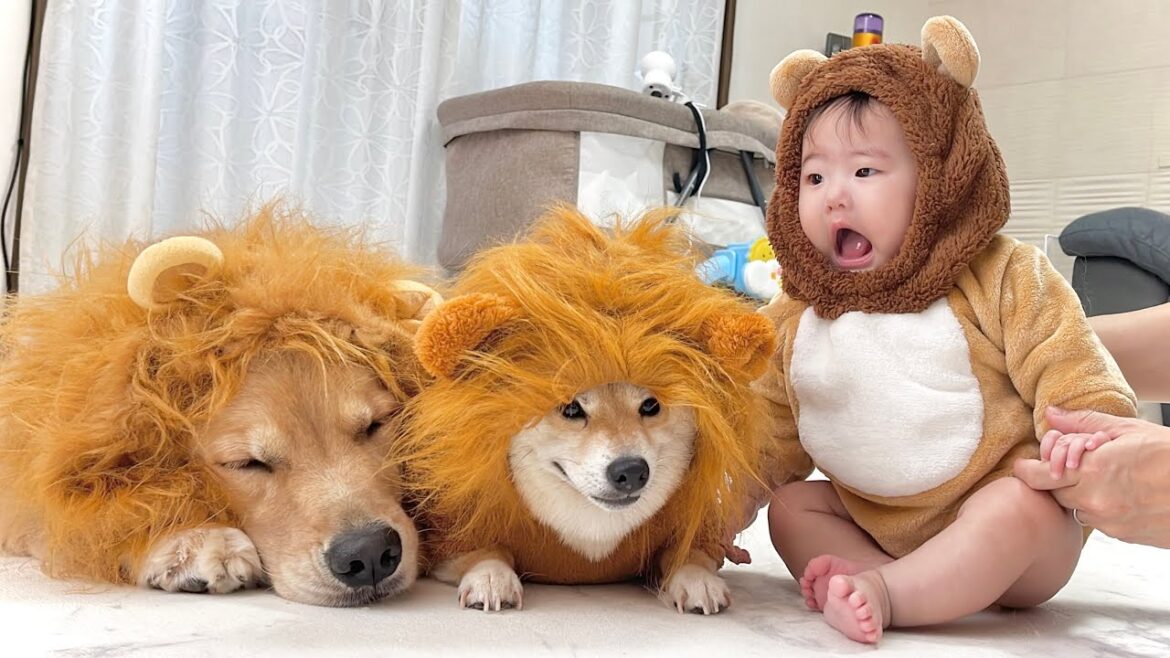 赤ちゃんライオンが現れると急に大人な対応を見せてくる豆柴とゴールデンレトリバーが可愛すぎました… 赤ちゃんライオンが現れると急に大人な対応を見せてくる豆柴とゴールデンレトリバーが可愛すぎました...