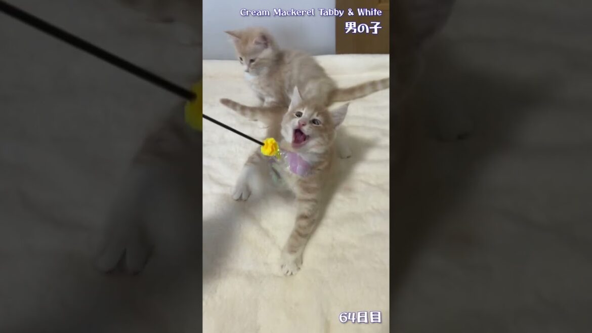 ノルウェージャンフォレストキャット 可愛いお顔と優しい性格🥰