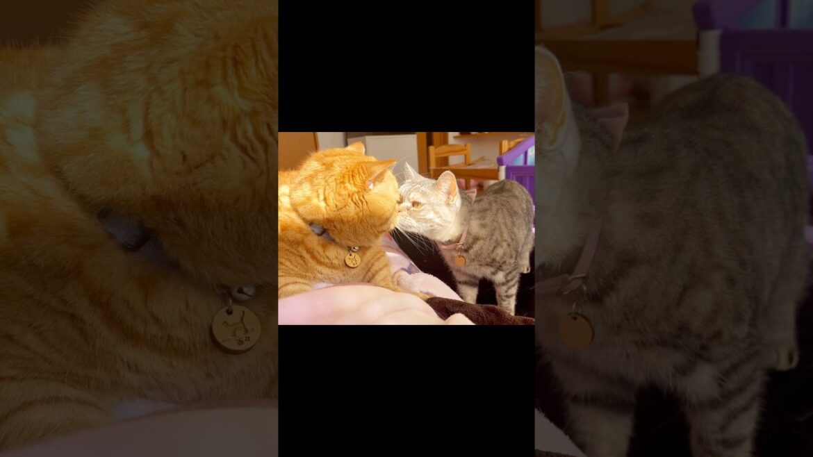 妻とキスしたのん #猫 #マンチカン #shorts